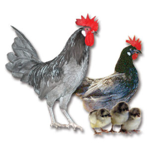 Blue Andalusian Hatching Eggs